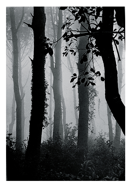 春霧 Spring Mist