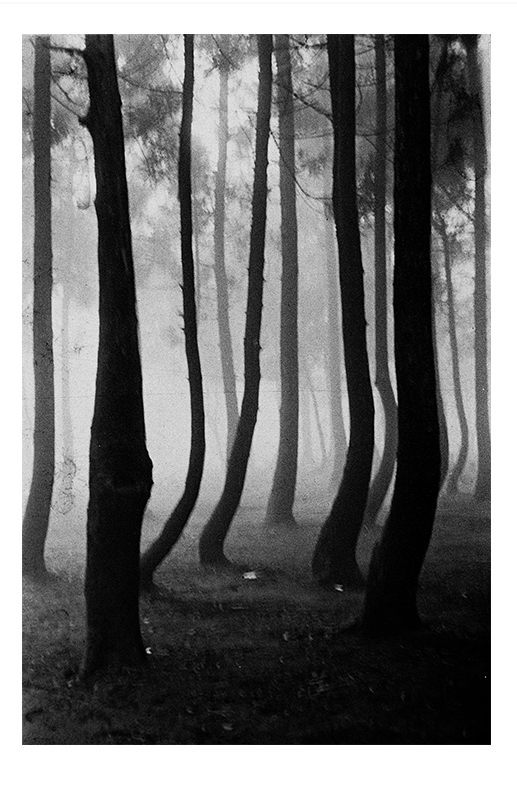 森林旋舞曲 Forest Dance